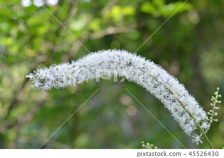 Sarashina Shuma Sarashina Shuma 45526430