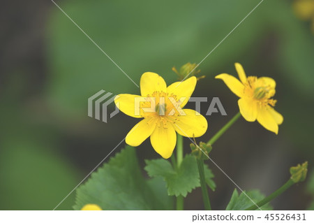 Ezono Ryukyuka 45526431