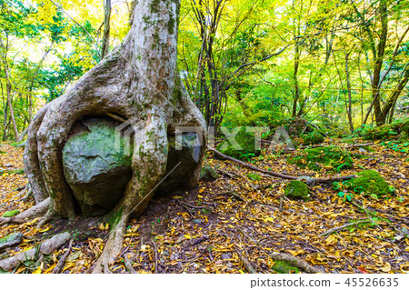 人池塘的巨大的樹zelkova和岩石的秋葉[大分縣Yufu] 45526635