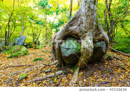 人池塘的巨大的樹zelkova和岩石的秋葉[大分縣Yufu] 45526636