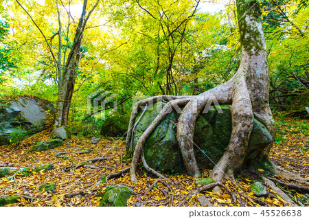 人池塘的巨大的樹zelkova和岩石的秋葉[大分縣Yufu] 45526638