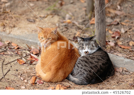 Two cats snugly warm Two cats snugly warm 45526702