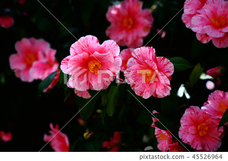 Randy flowers off the camellia Randy flowers off the camellia 45526964
