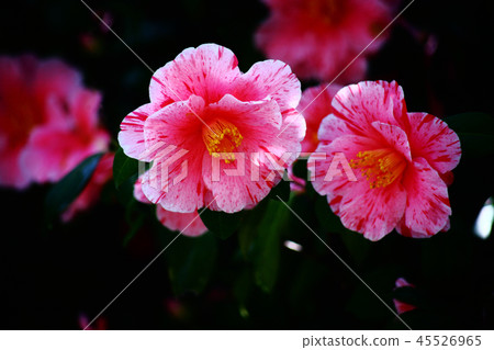 Randy flowers off the camellia 45526965