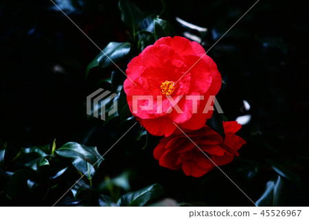 Camellia flower of Akashigata 45526967