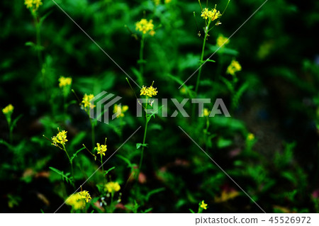 野草 野草 45526972