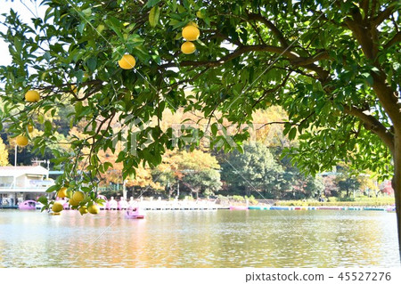 Higashiyama Botanical Garden in the fall Higashiyama Botanical Garden in the fall 45527276