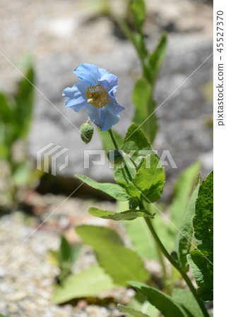 六甲山高山植物喜馬拉雅藍罌粟綠絨蒿 45527370
