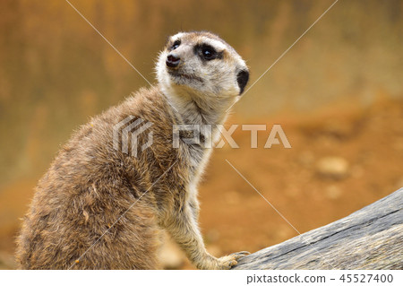 meerkat meerkat 45527400