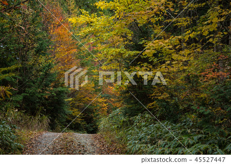 Kiso Koshi Forest Road Kiso Koshi Forest Road 45527447