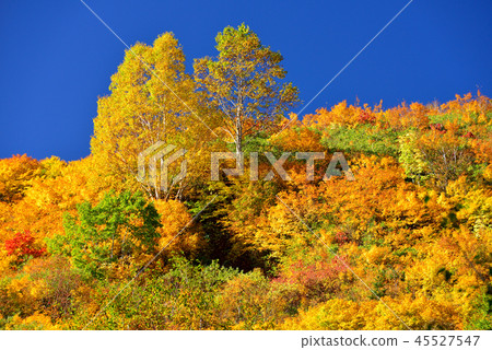 Autumn leaves of Hachimantaira Autumn leaves of Hachimantaira 45527547
