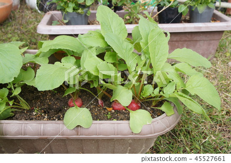 Kitchen garden radish harvest 45527661