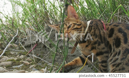 One cat bengal walks on the green grass. Bengal kitty learns to walk along the forest. Asian leopard One cat bengal walks on the green grass. Bengal kitty learns to walk along the forest. Asian leopard 45527731