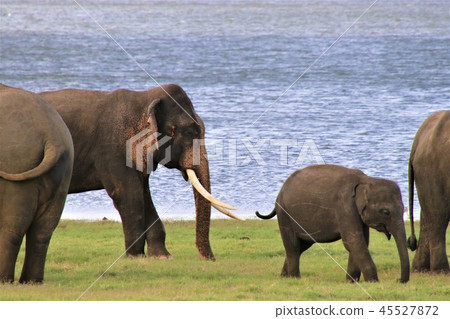 野生大象斯里蘭卡 野生大象斯里蘭卡 45527872