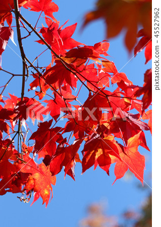 Beautiful maple leaves in the blue sky 45527962