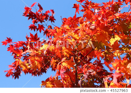 Beautiful maple leaves in the blue sky 45527963