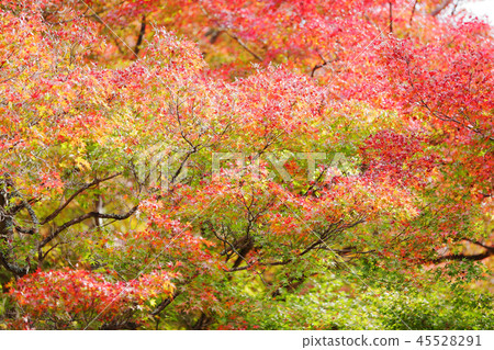 Autumn leaves 2018 of the Sanage Shrine colored leaves forest Autumn leaves 2018 of the Sanage Shrine colored leaves forest 45528291