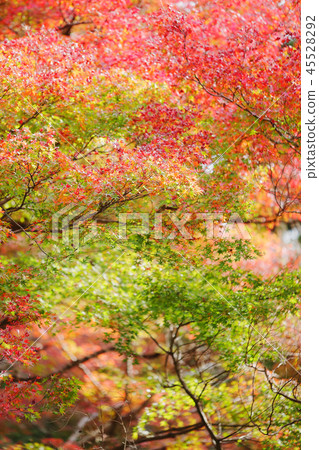 Autumn leaves 2018 of the Sanage Shrine colored leaves forest 45528292