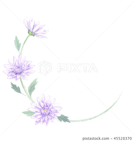 羅斯花框架菊花水彩 羅斯花框架菊花水彩 45528370