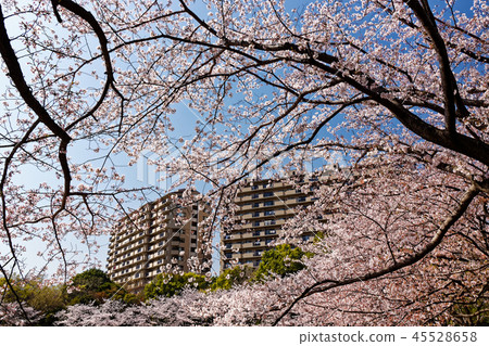 Sakura and apartment of Kohoku new town, Yamazaki Park 45528658