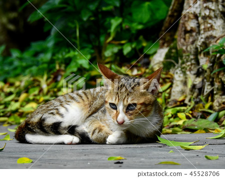 Cat Cat 45528706