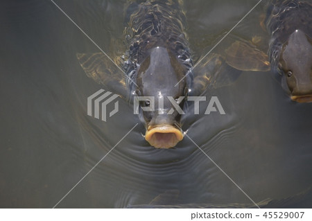 鯉魚 45529007