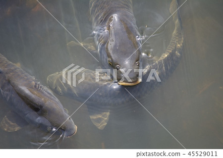 鯉魚 45529011