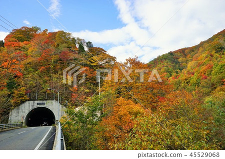 If you take the Nanchang tunnel, the famous spot of autumn leaves If you take the Nanchang tunnel, the famous spot of autumn leaves 45529068