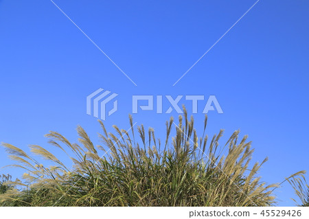 一天晴朗的天氣 45529426