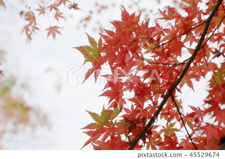 Kawaguchiko Maple Road 4 Kawaguchiko Maple Road 4 45529674