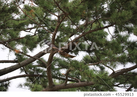 托比飛從一棵松樹 45529913