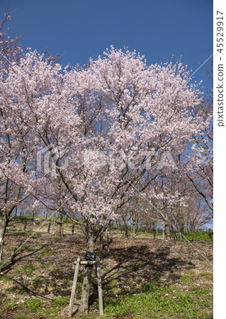 櫻桃樹 45529917