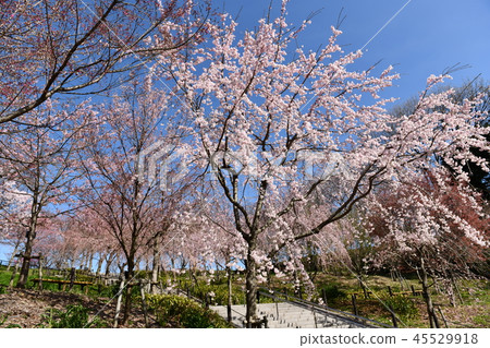 櫻桃樹 45529918