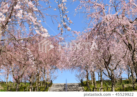 櫻桃樹 櫻桃樹 45529922