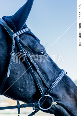 Horse racing 45530220