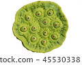 lotus seeds close up on white background 45530338