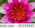 beautiful waterlily or lotus flower in pond 45530445