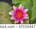 beautiful waterlily or lotus flower in pond 45530447