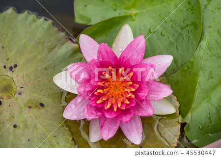 beautiful waterlily or lotus flower in pond 45530447