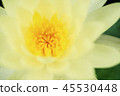 beautiful waterlily or lotus flower in pond 45530448