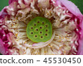 beautiful waterlily or lotus flower in pond 45530450