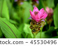 Curcuma alismatifolia,on blurred greenery backgrou 45530496