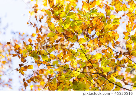 Beautiful forest Mid-November Beautiful forest Mid-November 45530516