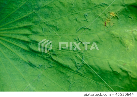 Natural exotic background. Dark toning, selective Natural exotic background. Dark toning, selective 45530644