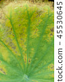 Natural exotic background. Dark toning, selective  45530645