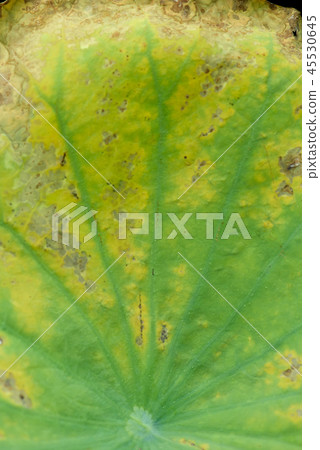 Natural exotic background. Dark toning, selective  45530645