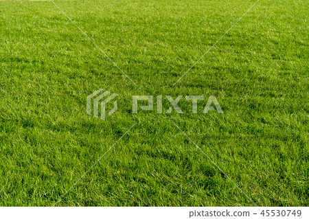 Shiba Racecourse 45530749