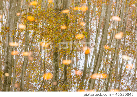 Beautiful forest reflection Mid-November Beautiful forest reflection Mid-November 45530845