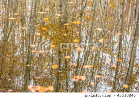 美麗的森林反射11月中旬 45530846