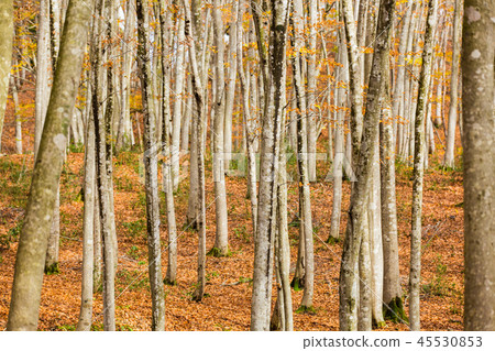 Beautiful forest Mid-November Beautiful forest Mid-November 45530853